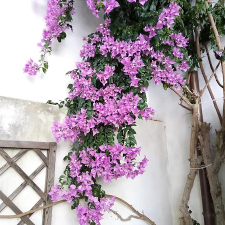 L'oziorinco Florencia