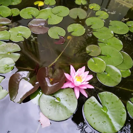 L'oziorinco * 피렌체